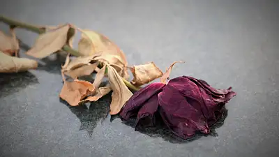 Kolory róż na cmentarz – symbolika i praktyczne porady