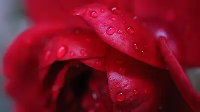 Niebieskie róże: symbolika, historia i znaczenie koloru