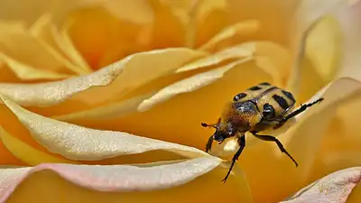 Żółta róża oznacza zdradę? Symbolika kolorów róż