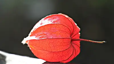 Jak zawiesić lampion – prosty i bezpieczny poradnik