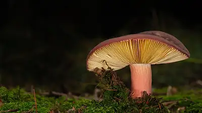 Lamele i cegła w aranżacji wnętrz – praktyczne porady