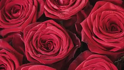 Co oznacza 3 róże? Symbolika i znaczenie bukietu