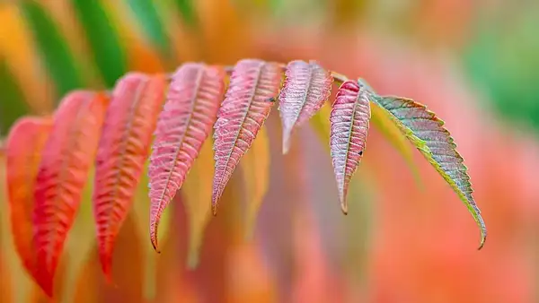 Czy ocet odbarwia drewno? Fakty i porady pielęgnacyjne