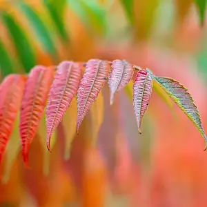 Czy ocet odbarwia drewno? Fakty i porady pielęgnacyjne