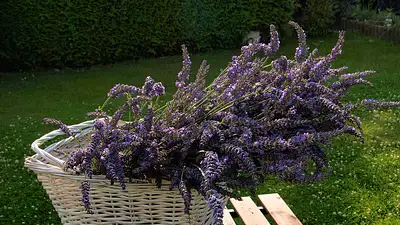 Lawenda na sen – naturalny sposób na lepszy wypoczynek