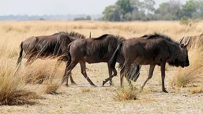 Krzewy na cmentarz – wybór, pielęgnacja i symbolika roślin