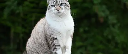 VESA w TV: Co to jest i jak wybrać?