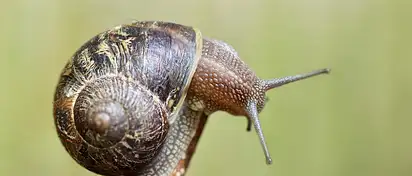 Jak oszukać czujnik lakieru - wskazówki