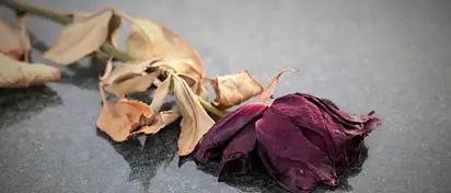 Jaki kolor róż na cmentarz | Poradnik wyboru