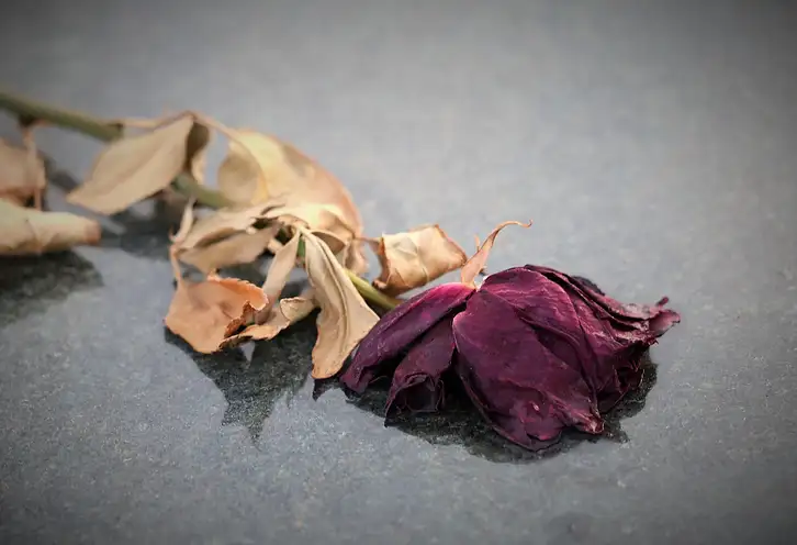 Jaki kolor róż na cmentarz | Poradnik wyboru