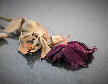 Jaki kolor róż na cmentarz | Poradnik wyboru