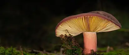 Czy lamele akustyczne działają? Sprawdź fakty