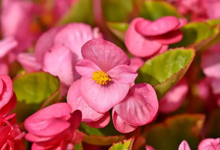 Jakie begonie na cmentarz - porady