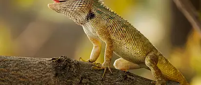 Jak oświetlić ścieżkę w ogrodzie – porady