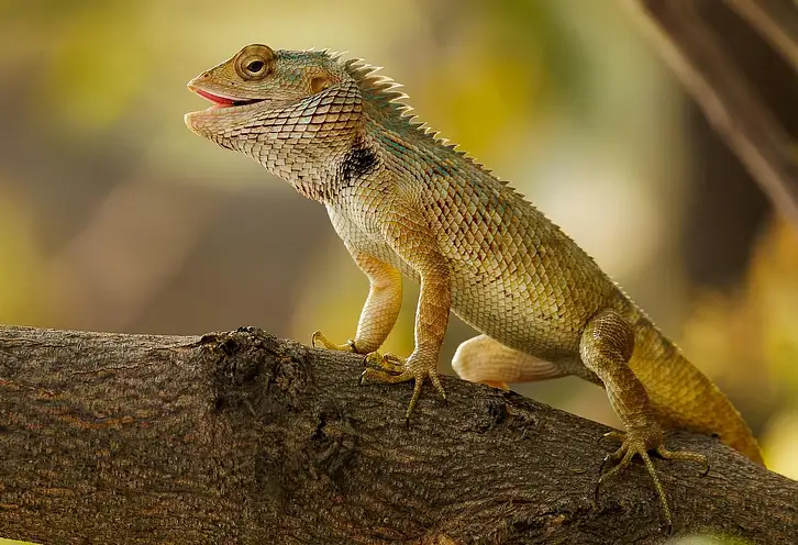 Jak oświetlić ścieżkę w ogrodzie – porady