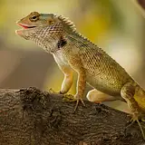 Jak oświetlić ścieżkę w ogrodzie – porady