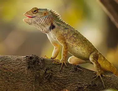 Jak oświetlić ścieżkę w ogrodzie – porady