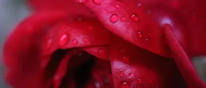 Co oznacza niebieski kolor róż? Symbolika