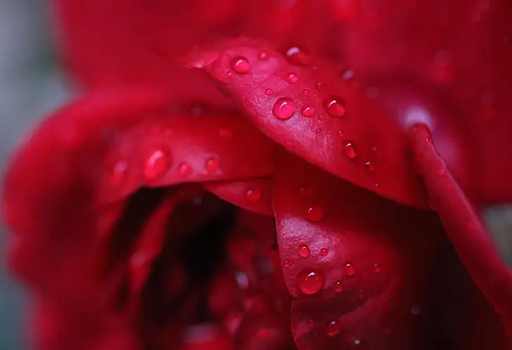 Co oznacza niebieski kolor róż? Symbolika