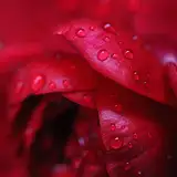 Co oznacza niebieski kolor róż? Symbolika