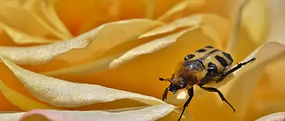 Jaki kolor róży oznacza zdradę? Symbolika