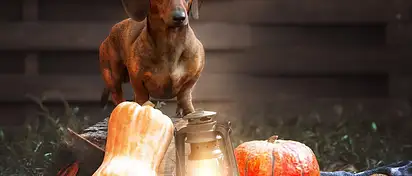 Jamnik: Co warto wiedzieć o rasie psów