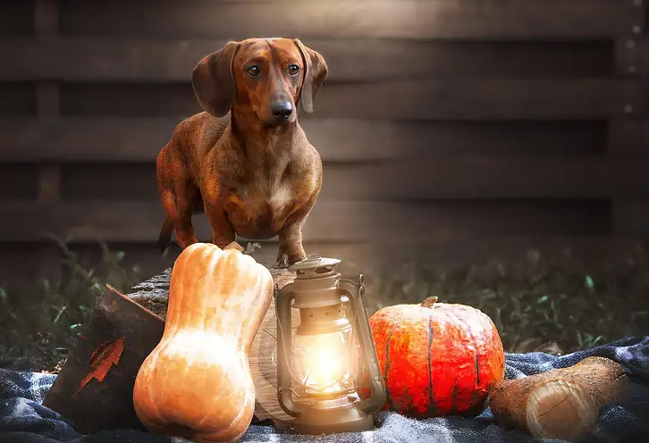 Jamnik: Co warto wiedzieć o rasie psów