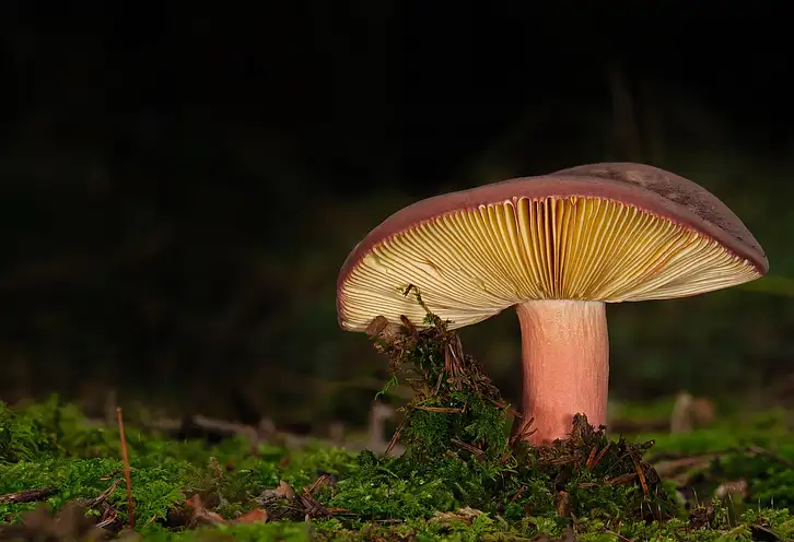 Czy lamele pasują do cegły? Porady aranżacji