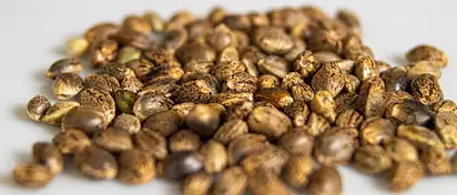 Nasiona kolekcjonerskie marihuany: Od jakich odmian zacząć?