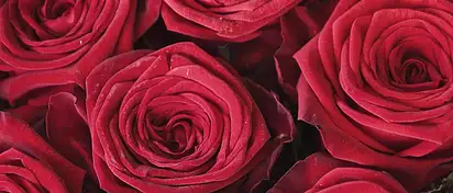 Co oznacza 3 róże? Znaczenie symbolu