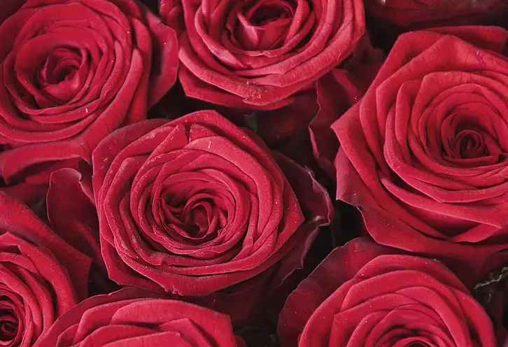 Co oznacza 3 róże? Znaczenie symbolu