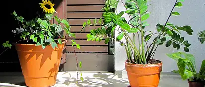 Jakie kwiaty na upalny balkon? Porady