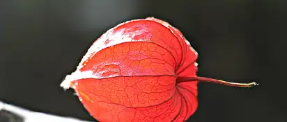 Kiedy zapalać lampion na roraty? Poradnik