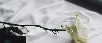 Biała róża na pogrzebie: znaczenie symboliki