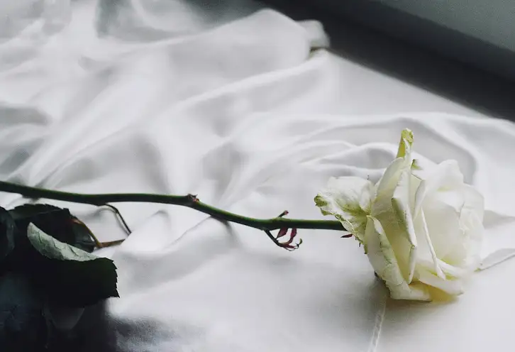 Biała róża na pogrzebie: znaczenie symboliki