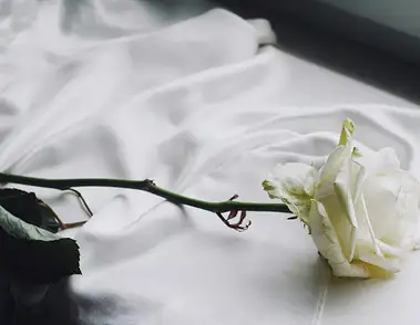 Biała róża na pogrzebie: znaczenie symboliki