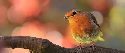 Jakie kwiaty nie lubią towarzystwa? Porady