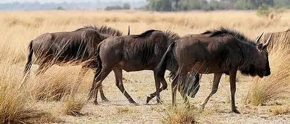 Jakie krzewy na cmentarz? Wybór i porady