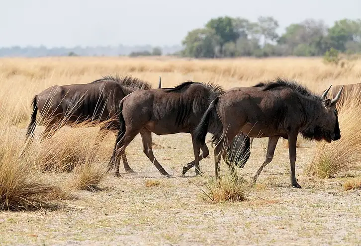 Jakie krzewy na cmentarz? Wybór i porady