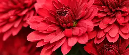 Kiedy kupić chryzantemy na Wszystkich Świętych?
