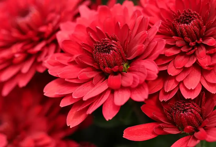 Kiedy kupić chryzantemy na Wszystkich Świętych?