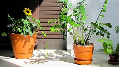 Kwiaty na upalny balkon – odporne rośliny i praktyczne porad